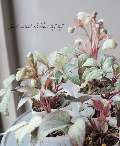 松村園芸・カラーリーフのクリスマスローズ 『ピンクダイヤモンド系