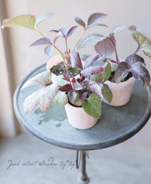 松村園芸・カラーリーフのクリスマスローズ 『ピンクダイヤモンド系