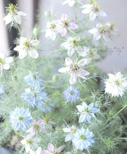 高澤さん生産】 ニゲラ 『ペルシャン・ジュエル』 お色おまかせ・3～5