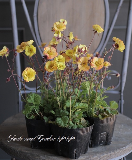 半八重咲きゲウム 『テキーラサンライズ』 | すべての商品 | | Junk