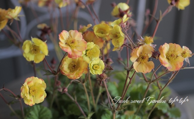 半八重咲きゲウム 『テキーラサンライズ』 | すべての商品 | | Junk