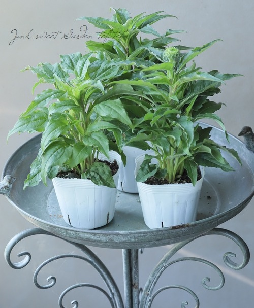 �ɺ������ʥ������ץ졼�꡼�֥쥤�����إ�����ơ����饤��١�2ǯ��