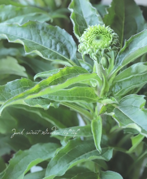 �ɺ������ʥ������ץ졼�꡼�֥쥤�����إ�����ơ����饤��١�2ǯ��