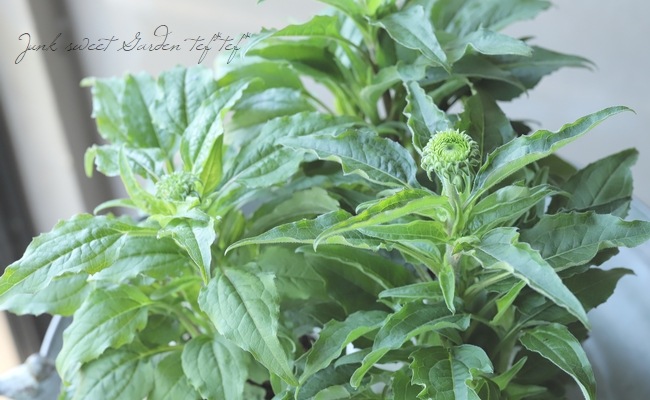 �ɺ������ʥ������ץ졼�꡼�֥쥤�����إ�����ơ����饤��١�2ǯ��