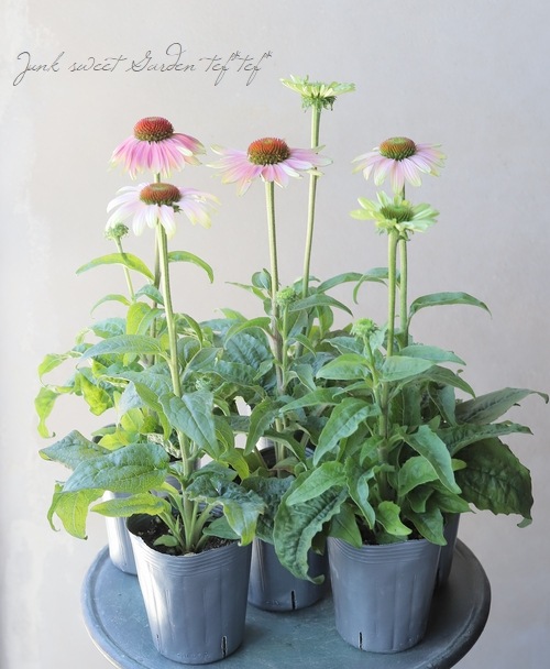 �ɺ������ʥ������ץ졼�꡼�֥쥤�����إ�����ơ����饤��١�2ǯ��