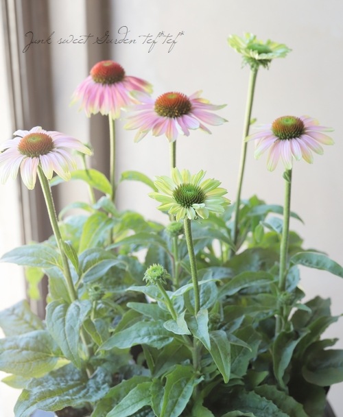 �ɺ������ʥ������ץ졼�꡼�֥쥤�����إ�����ơ����饤��١�2ǯ��