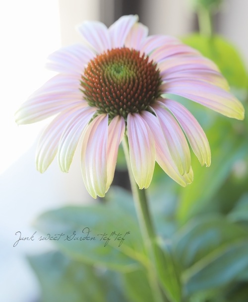 �ɺ������ʥ������ץ졼�꡼�֥쥤�����إ�����ơ����饤��١�2ǯ��