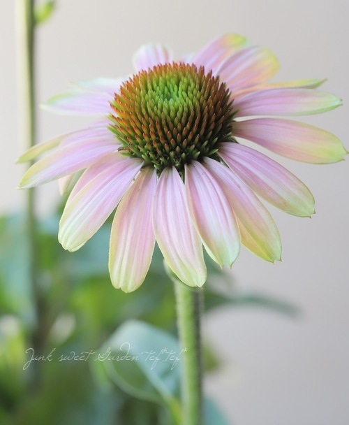 �ɺ������ʥ������ץ졼�꡼�֥쥤�����إ�����ơ����饤��١�2ǯ��