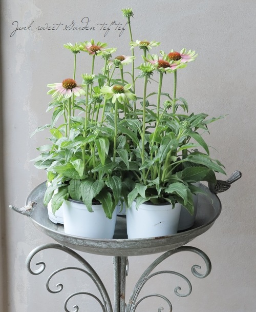 �ɺ������ʥ������ץ졼�꡼�֥쥤�����إ�����ơ����饤��١�2ǯ��