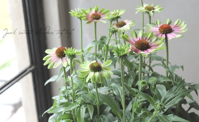 �ɺ������ʥ������ץ졼�꡼�֥쥤�����إ�����ơ����饤��١�2ǯ��