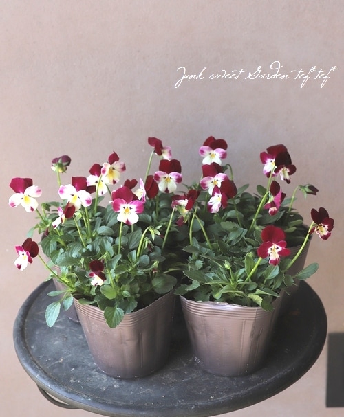 ���ߤ�ȥӥ��顡�ؽդ����