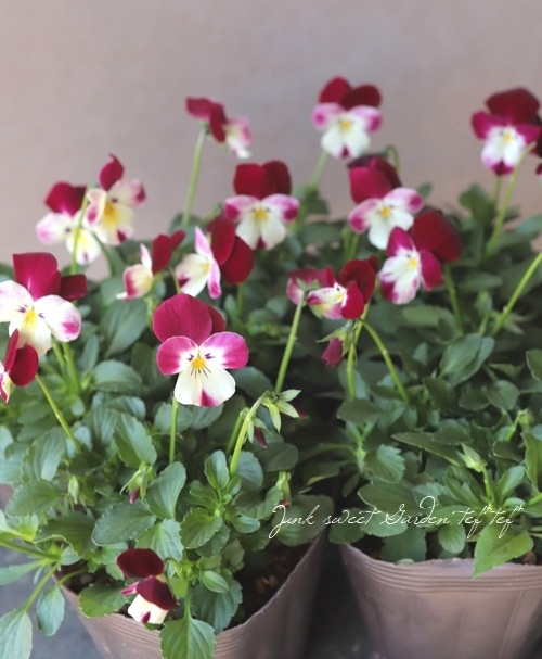 ���ߤ�ȥӥ��顡�ؽդ����