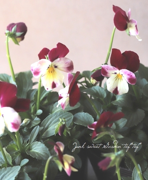 ���ߤ�ȥӥ��顡�ؽդ����