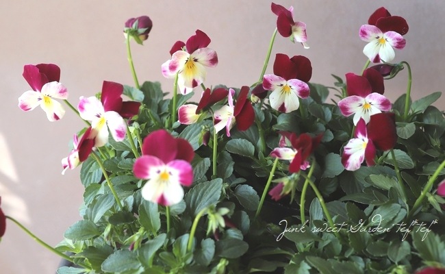 ☆みもとビオラ 『春ららら』 | すべての商品 | | Junk sweet Garden