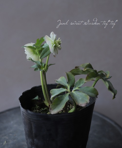 クリスマスローズ 小輪デュメ系 『ハイブリッド dd』 No.H 【大木