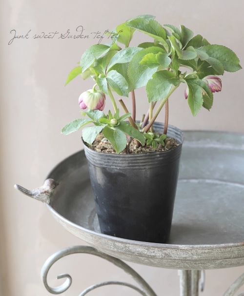 クリスマスローズ カップ咲クリームピコティsd 未株分け 交配タグ付き クリスマスローズ カップ咲クリームピコティsd 未株分け 交配