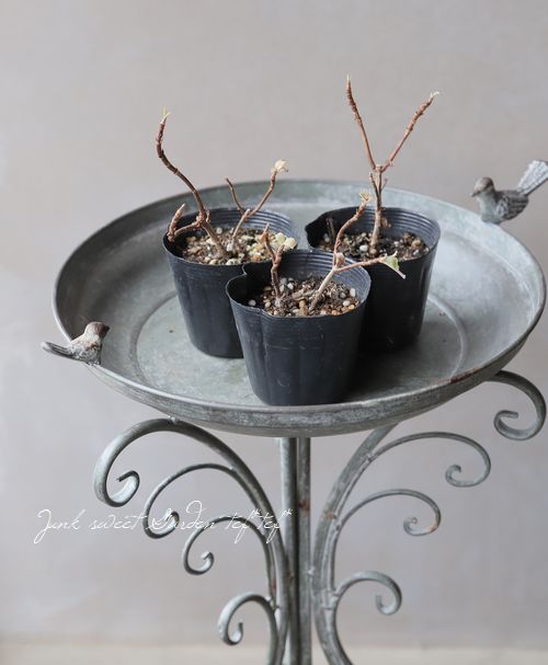 ぱぱさん専用 / Floraison マザー牧場に100万本ネモフィラ！ チューリップとのかわいいコラボも