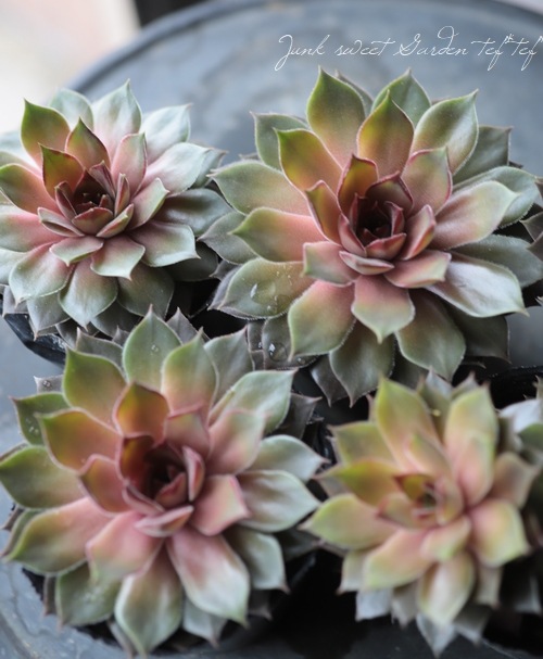 多肉植物 『センペルビウム』 | Leaf Species,多肉植物 | | Junk sweet