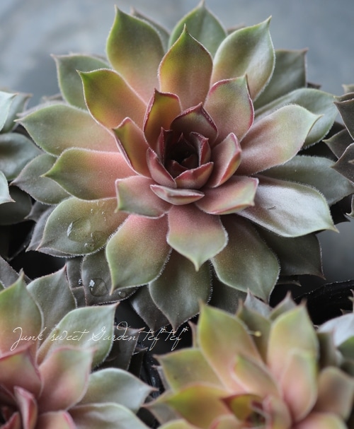 多肉植物 『センペルビウム』 | Leaf Species,多肉植物 | | Junk sweet