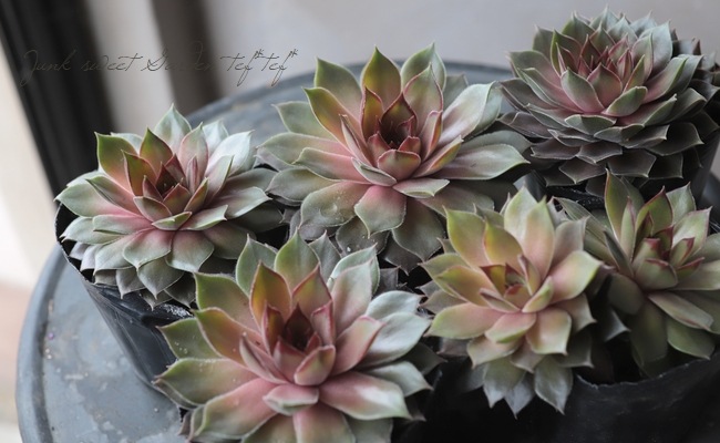 多肉植物 センペルビウム ストロベリーキウイ No.155③ 多肉植物