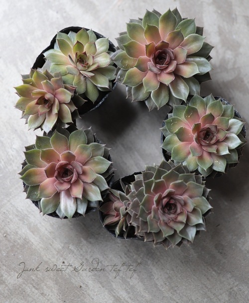 多肉植物 『センペルビウム』 | Leaf Species,多肉植物 | | Junk sweet