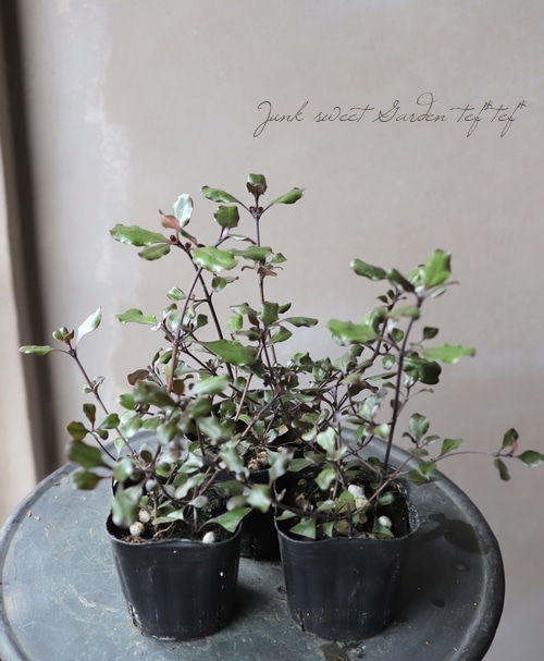 ���ץ����� �إ֥��å�������