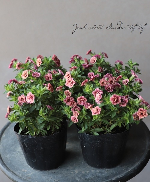 ��ʬ������롪Ȭ�ź餭������֥饳�����ƥ��ե��������֥롡����ƥ��������꡼�� No.46