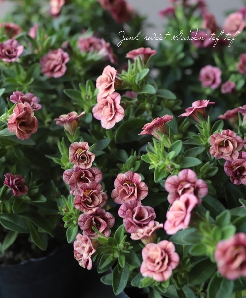 ��ʬ������롪Ȭ�ź餭������֥饳�����ƥ��ե��������֥롡����ƥ��������꡼�� No.46