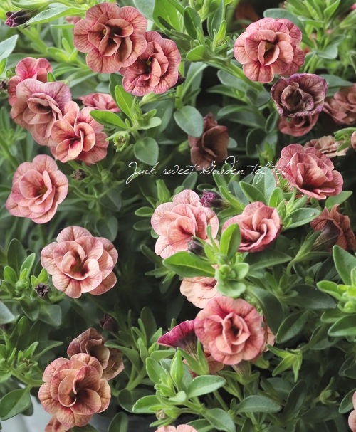 株分け出来る！八重咲き！カリブラコア ティフォシーダブル