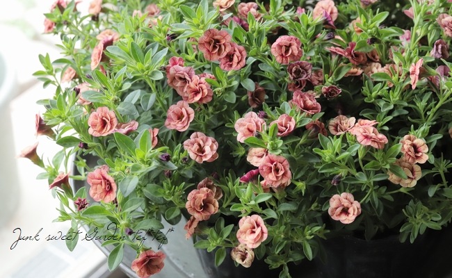 ��ʬ������롪Ȭ�ź餭������֥饳�����ƥ��ե��������֥롡����ƥ��������꡼�� No.46