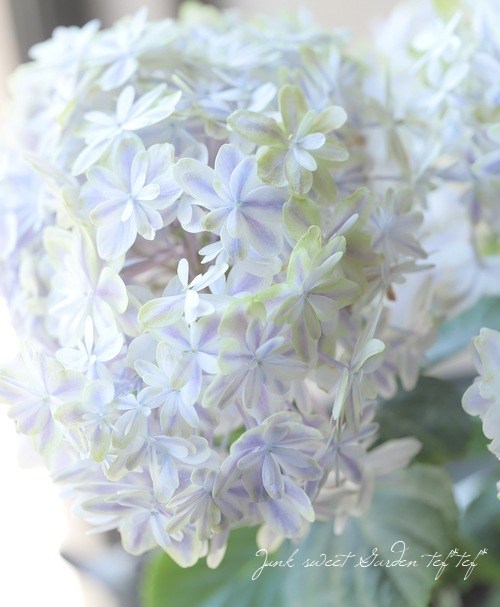 島根オリジナル品種】 八重咲き紫陽花 『万華鏡』 秋色パープル