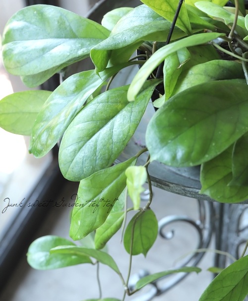 �ڴ��տ�ʪ�� �ۥ䡡�إǥ����������� �إǥ��������١�