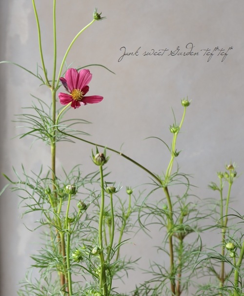 絞り模様コスモス 『バローテ』 | すべての商品 | | Junk sweet Garden