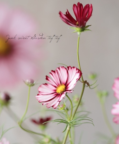 絞り模様コスモス 『バローテ』 | すべての商品 | | Junk sweet Garden