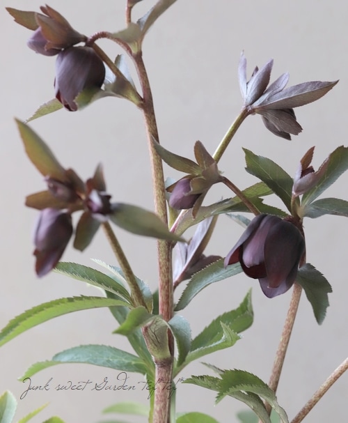 広瀬園芸さん】 クリスマスローズ 『クレオパトラ』 No.11 | すべての