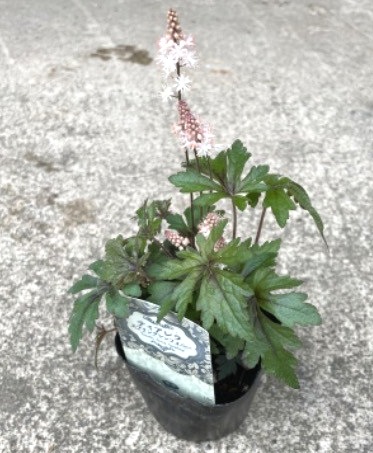 �ƥ������ �إ��ץ�󥰥���ե��ˡ���