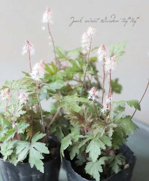 �ƥ������ �إ��ץ�󥰥���ե��ˡ���