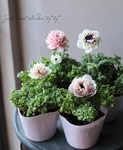 八重咲きアネモネ アンアリス すべての商品 Junk Sweet Garden Tef Tef 八重咲きアネモネ アンアリス すべての商品 Junk Sweet Garden Tef Tef