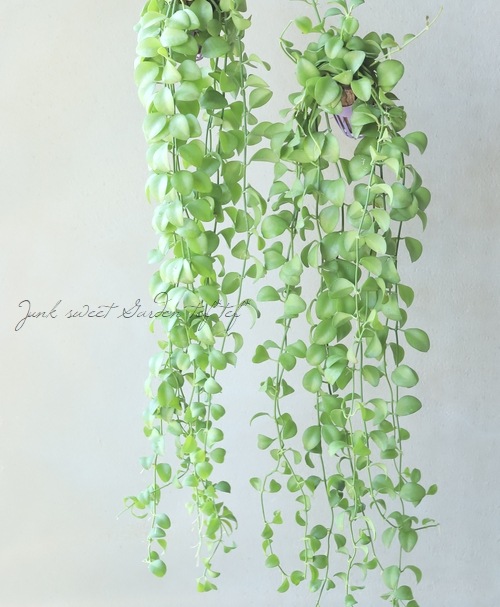 �ڴ��տ�ʪ�� �ǥ������ǥ������إ��åץ륰�꡼���