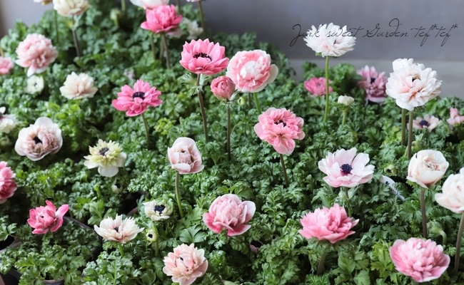 八重咲きアネモネ アンアリス すべての商品 Junk Sweet Garden Tef Tef
