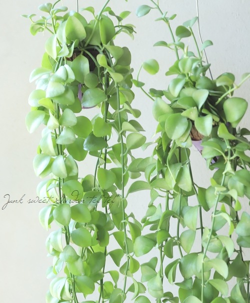 �ڴ��տ�ʪ�� �ǥ������ǥ������إ��åץ륰�꡼���