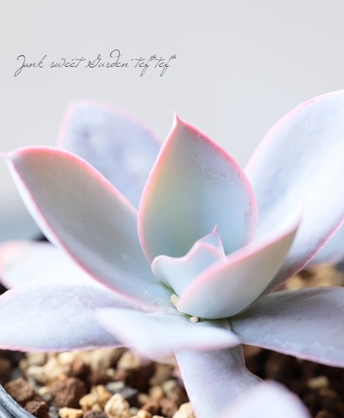 ��¿����ʪ�ۡ��إ���ơ� �����٥ꥢ°