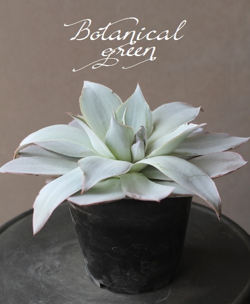 ��¿����ʪ�ۡ��إ���ơ� �����٥ꥢ°