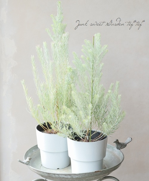 桼ꡡإϡǥޥ꡼ إեޥˡ