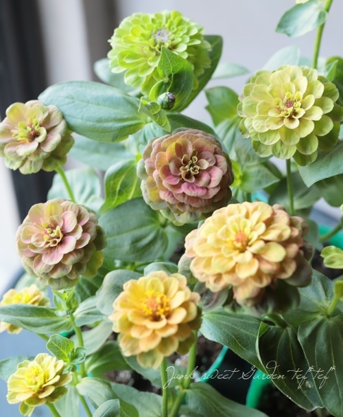 八重咲きジニア 『クイーンMIX』 | すべての商品 | | Junk sweet