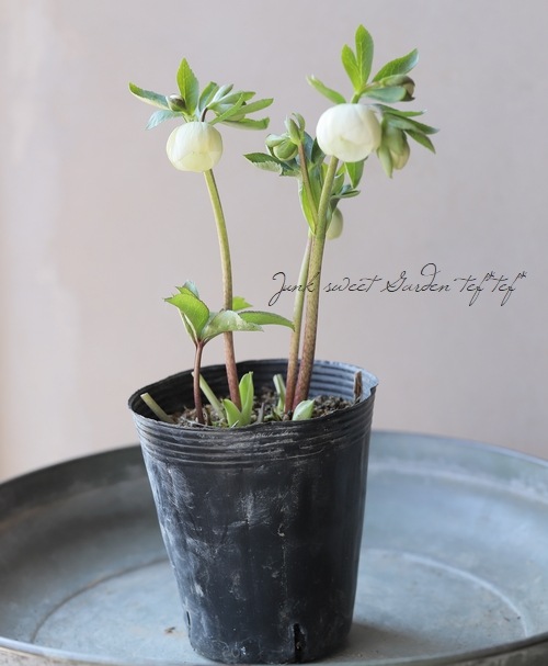 大和園】 クリスマスローズ 『ホワイトシングル』 2025【No.62