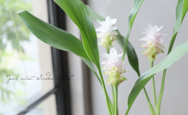 クルクマ チェリープリンセス 花苗 Junk Sweet Garden Tef Tef