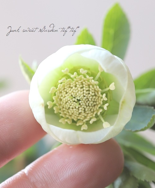 クリスマスローズ 開花実績株 DDホワイトゴールドスポット クリスマス