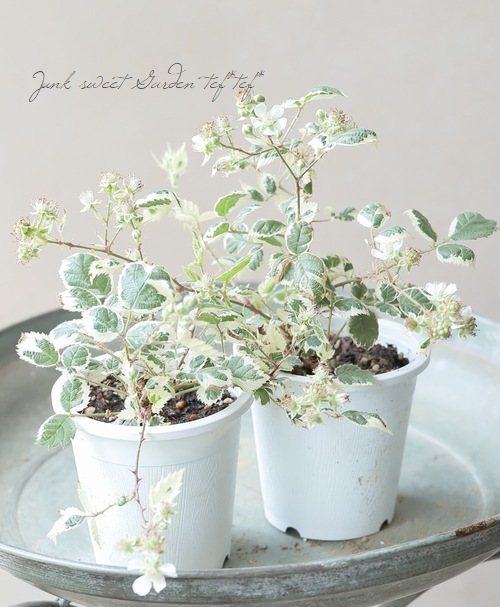 斑入り『ブラックベリー』 | すべての商品 | | Junk sweet Garden tef*tef*
