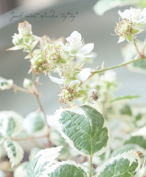 斑入り『ブラックベリー』 | すべての商品 | | Junk sweet Garden tef*tef*